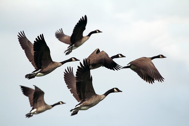 What I Offer. Mallards flying